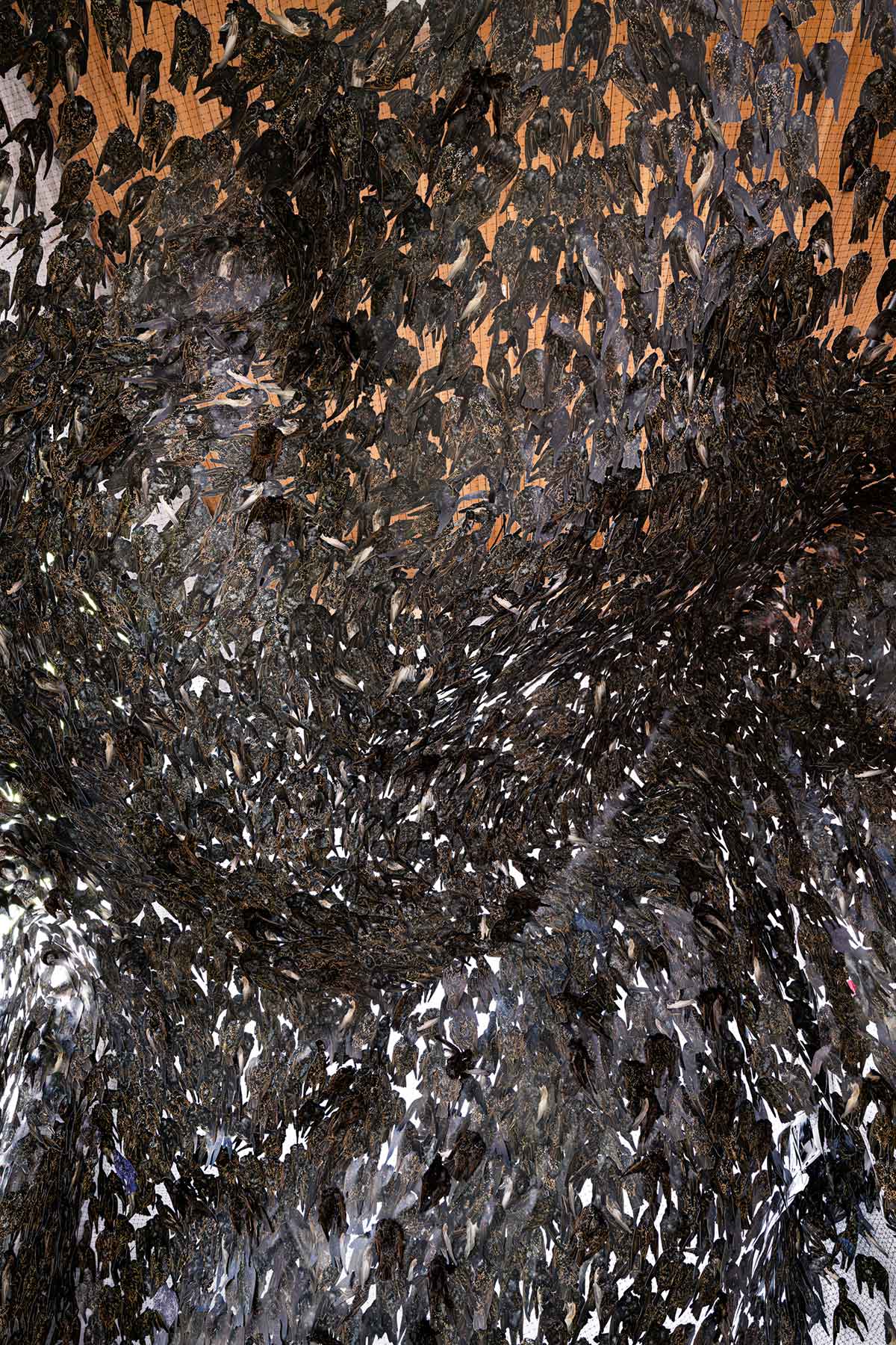 detail image of installation art by Markel Uriu, many scans of starlings printed on paper
