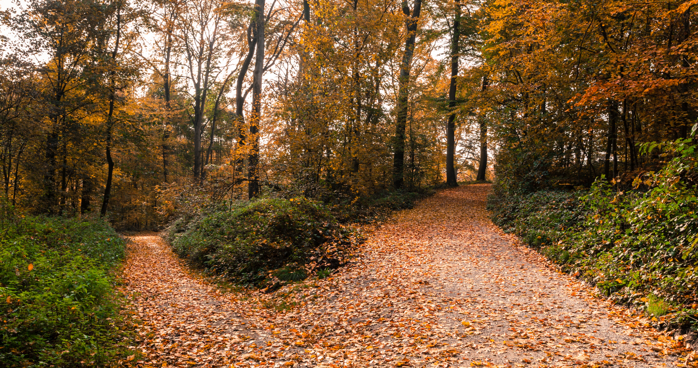A path covered in fallen leaves splits off into two paths in the woods on an autumn day, 