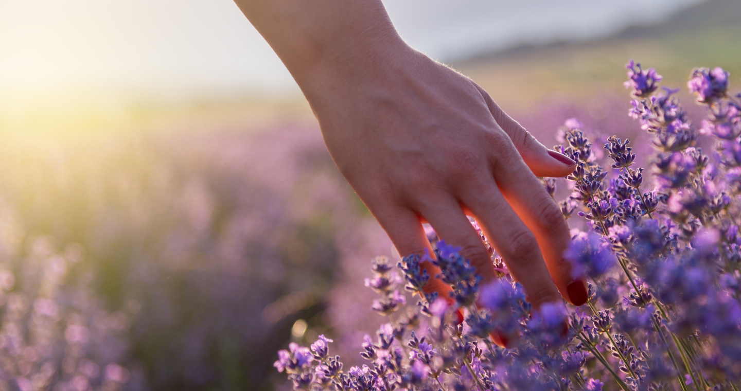 A close up image of a hand touching lavender blooms in a field