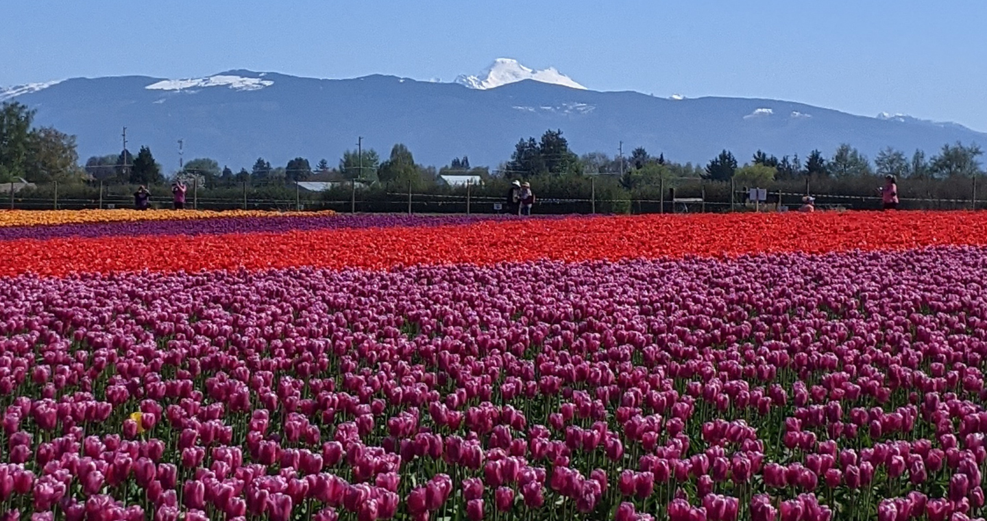 A field of tulips in rows of purple, red, and yellow with mountains in the background