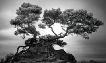 A black and white photo of a tree