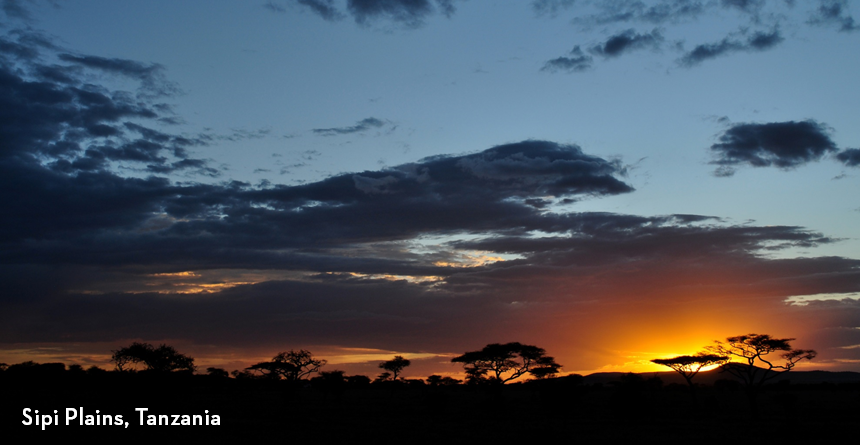 Silhouette of trees against a sunset with deep blue skies and cloud above, Sipi Plains, Tanzania - by Gabrielle Porter