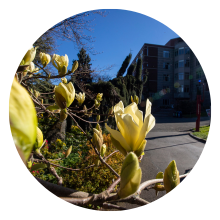 Tree flower blooms on campus