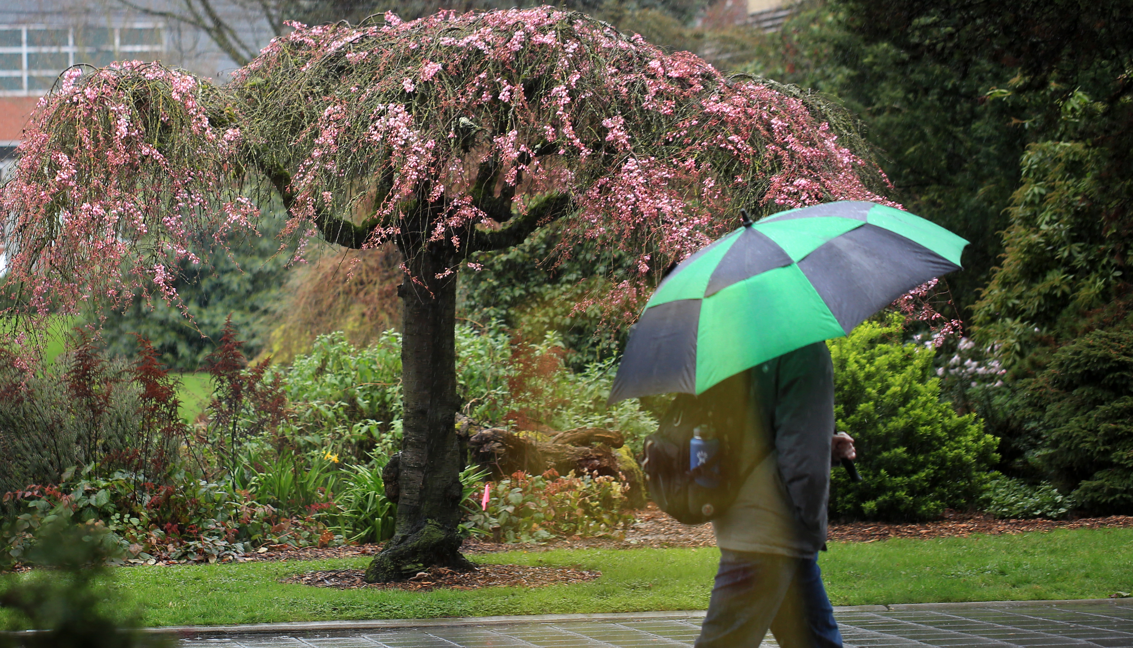 Student walking with umbrella on campus next to cherry blossom trees