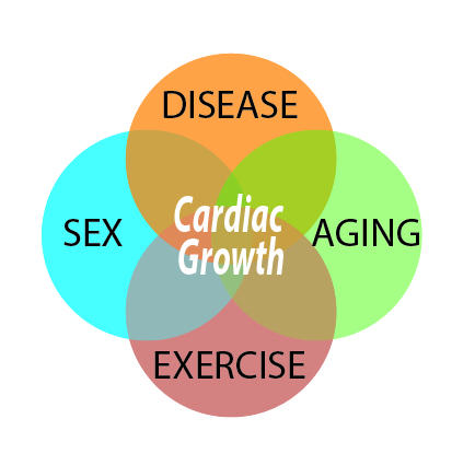Venn diagram of sex, aging, exercise, and disease intersecting to form cardiac growth in the center.