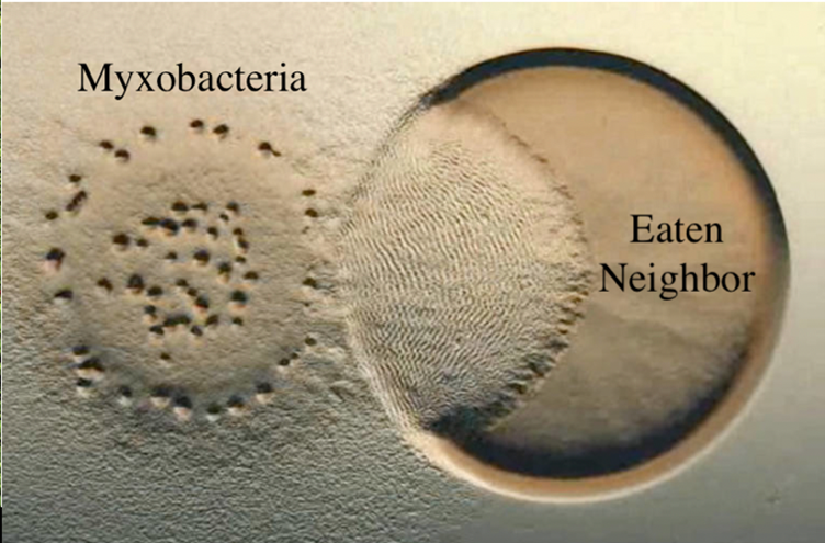 Myxobacteria competing with other microorganisms. 
