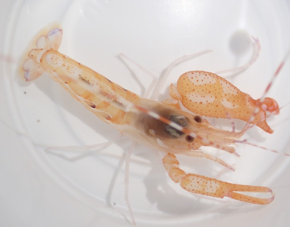 Alpheus immaculatus – a snapping shrimp – examined in a small bit of water.