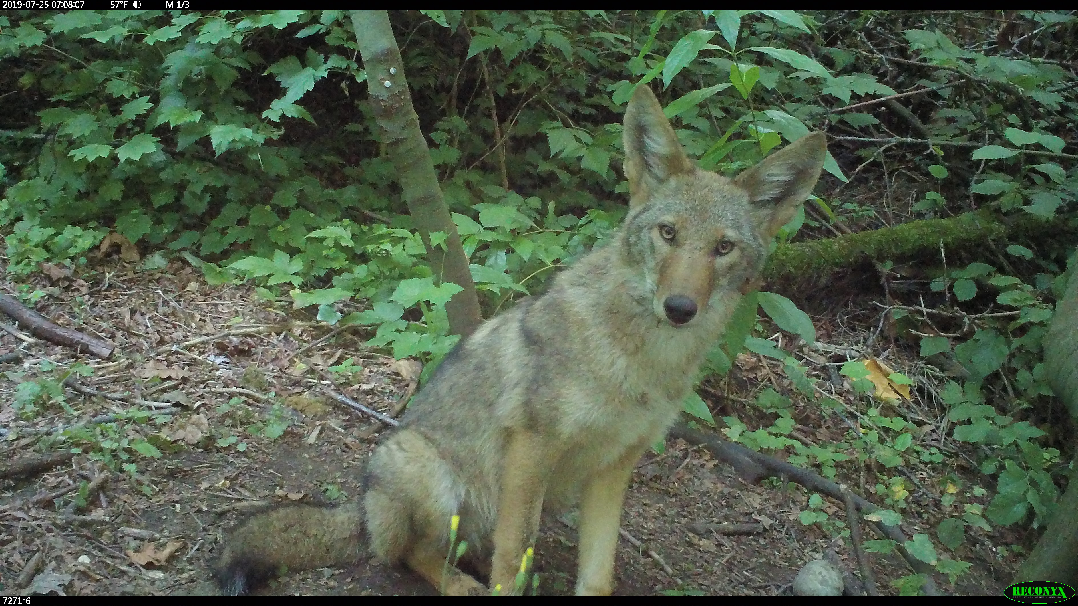 Large coyote staring into camera.