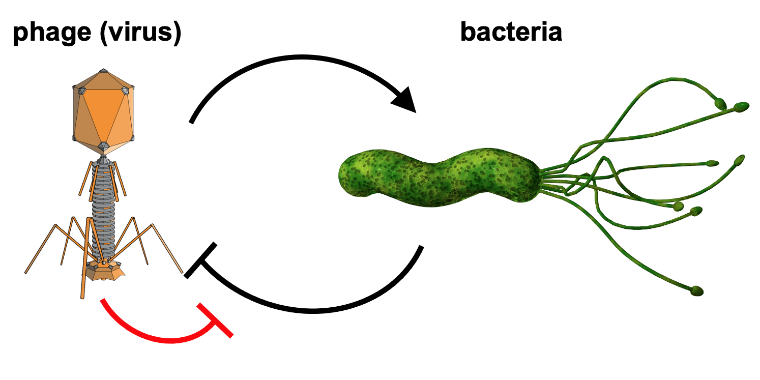 Feedback loop showing the constant battle between bacteria and viruses.