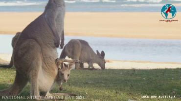 Kangaroos grazing