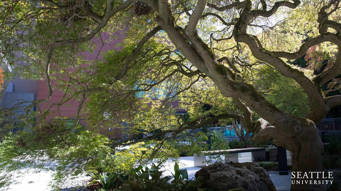 Sinegal Center Courtyard Tree