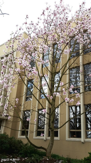 Magnolia tree in front of Admin Building