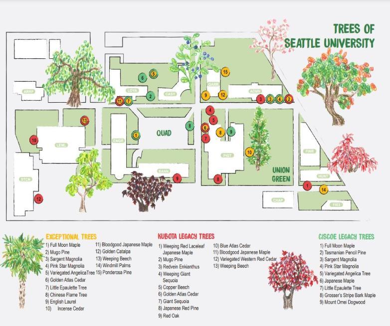 Illustrated map of notable trees on campus