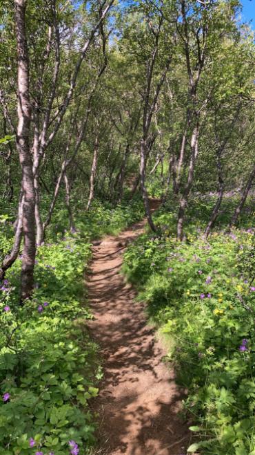 Trail in a forest