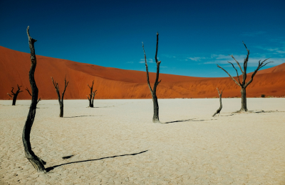 withering trees on white sands with red hills and blue skies