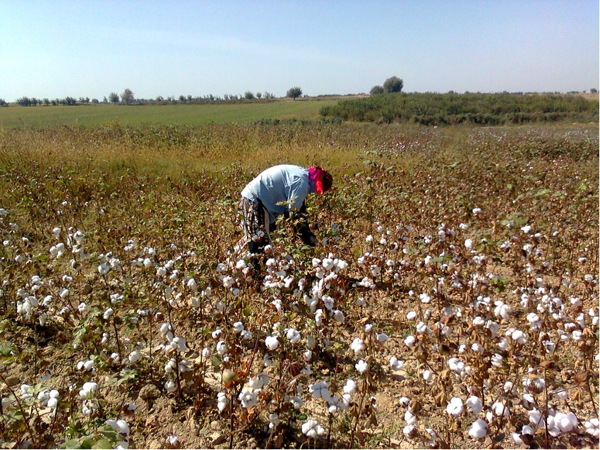 A worker stands in a blue shirt and red bandana is bent over picking cotton in a cotton field in Uzbekistan. It is a clear, blue, sunny day.