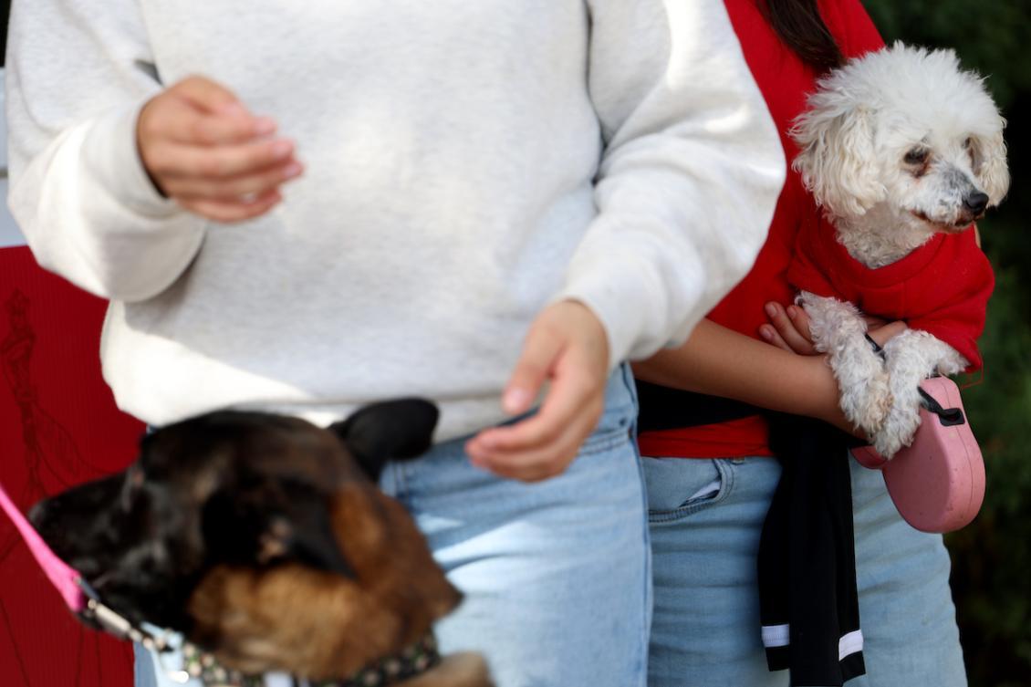 Blessing of Animals white dog.jpeg