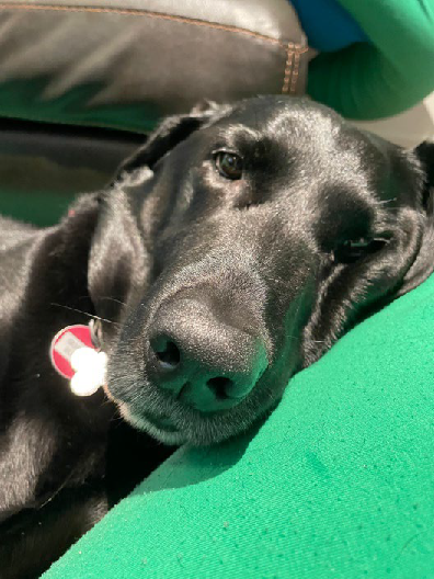 Griffey lying on a cushion looking at the camera