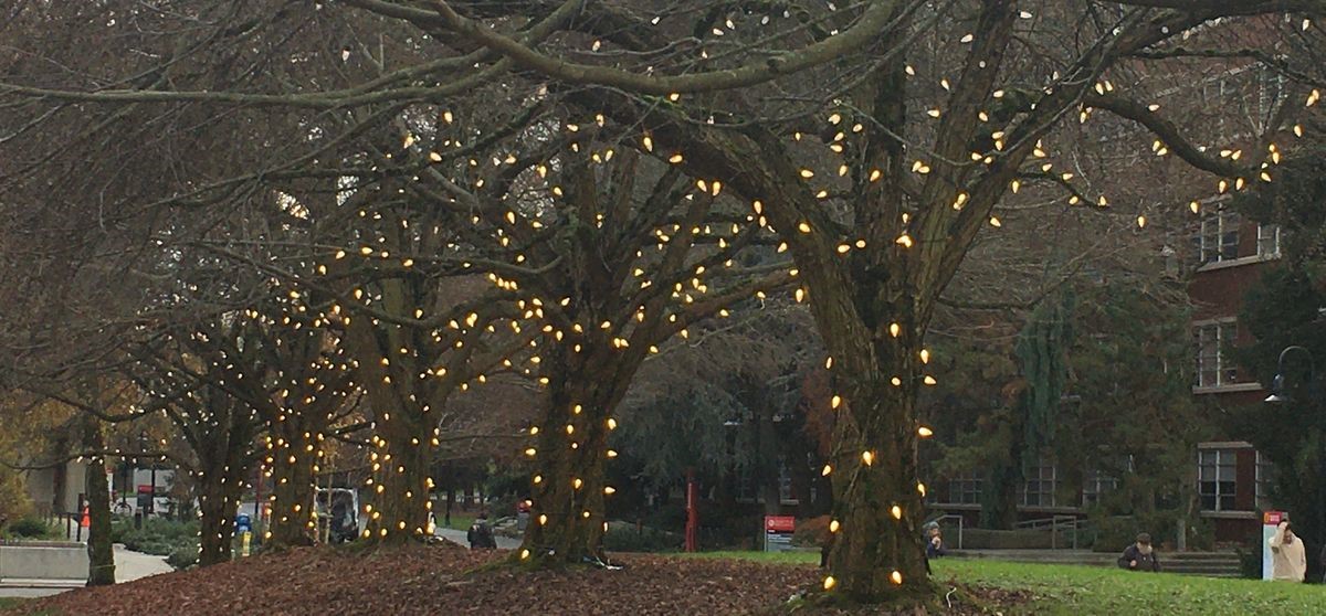 Christmas Lights in Trees on Lower Mall