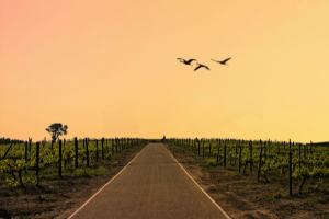 Road with vineyards on each side and birds flying during dusk