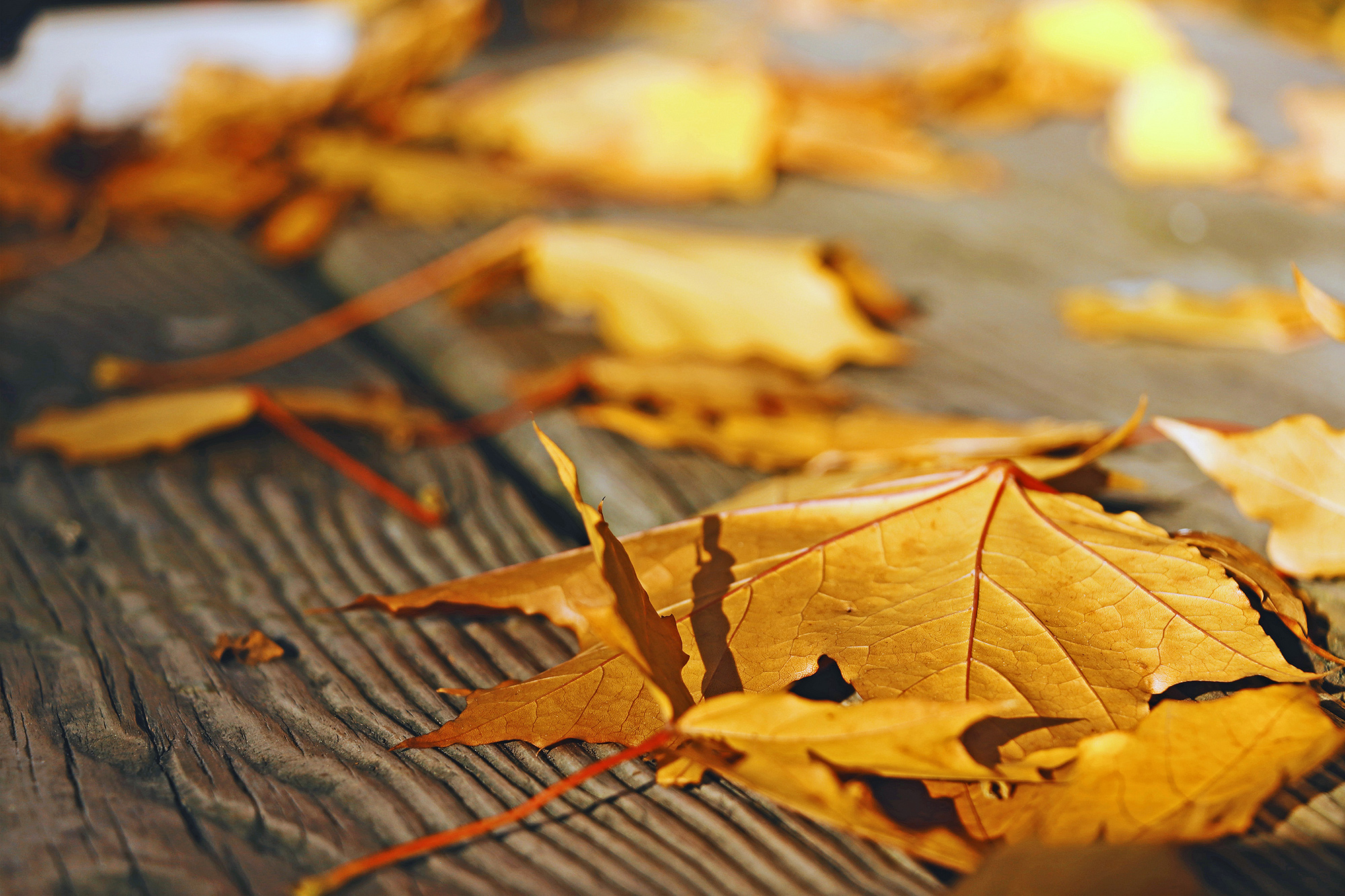 close up of golden-colored fall leaves on a wood surface