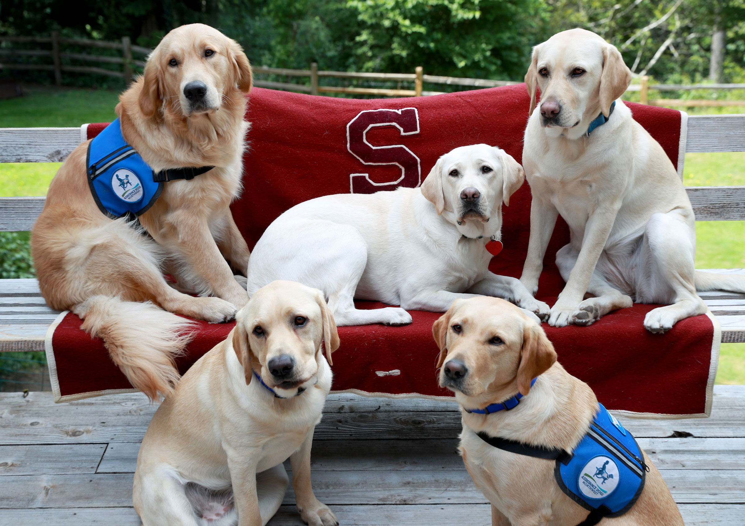 ADNW pups pose with a letterman blanket belonging to Maureen’s father Paul Dempsey who, along with Maureen’s mother Beverly Beswick, graduated from SU in 1958.