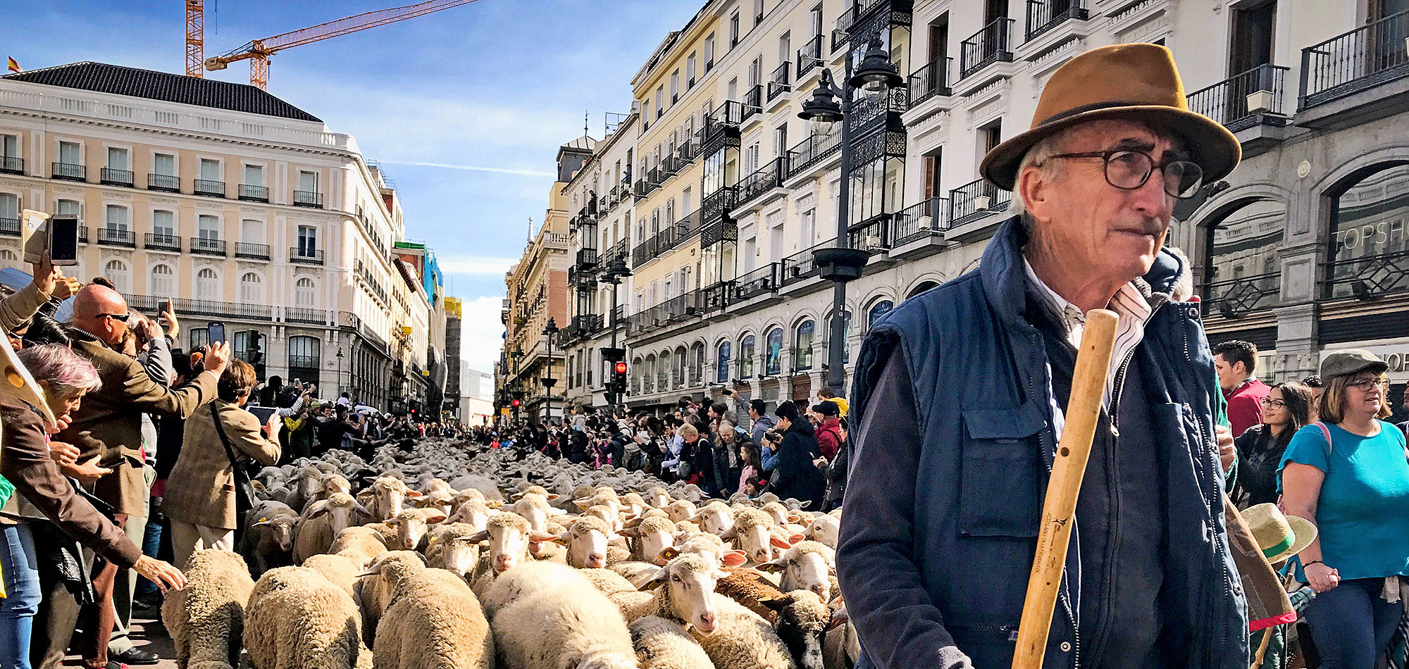 shepherd and his sheep move through streets of Madrid while tourists snap photos