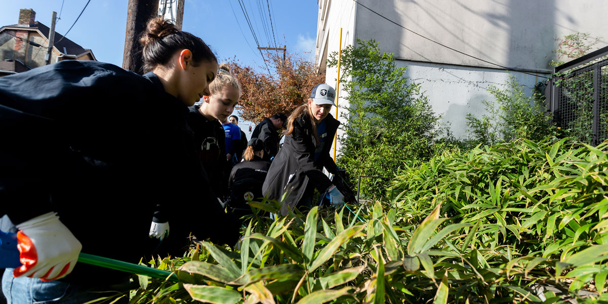 Seattle University students and staff cleaning trash from a bush