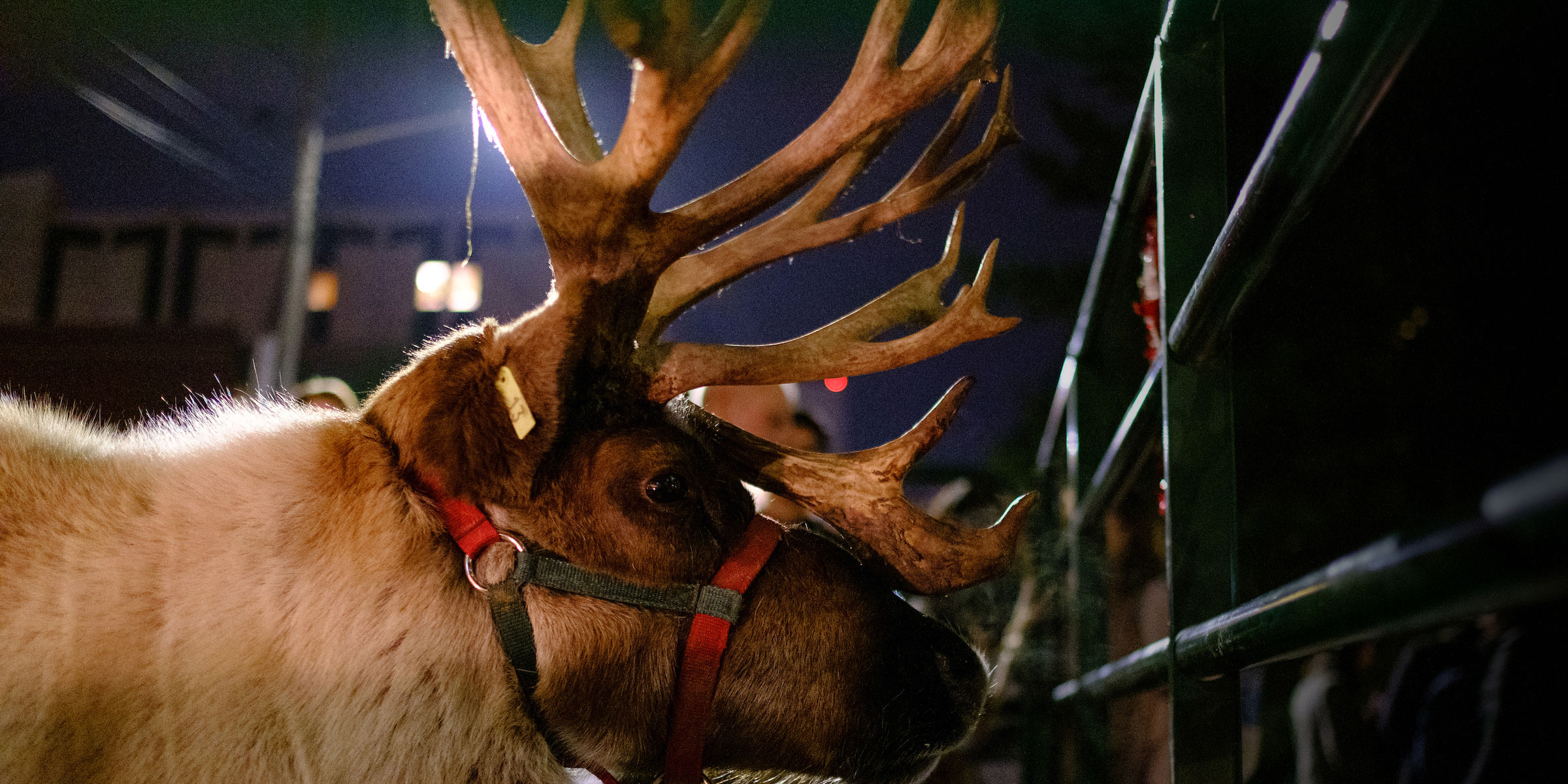 holiday reindeer at the Seattle U Christmas Tree Lighting