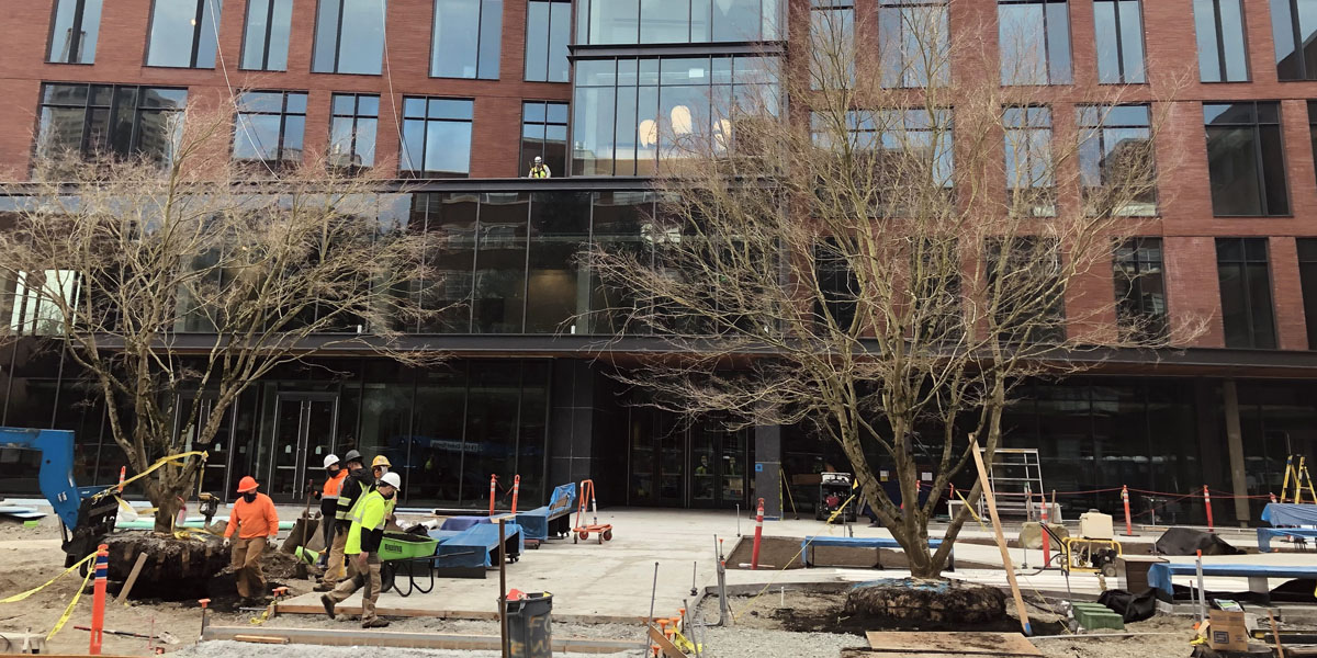 Image of uprooted trees being lowered into the new location of Kubota Legacy Garden, located on the northwest side of the Sinegal Center.