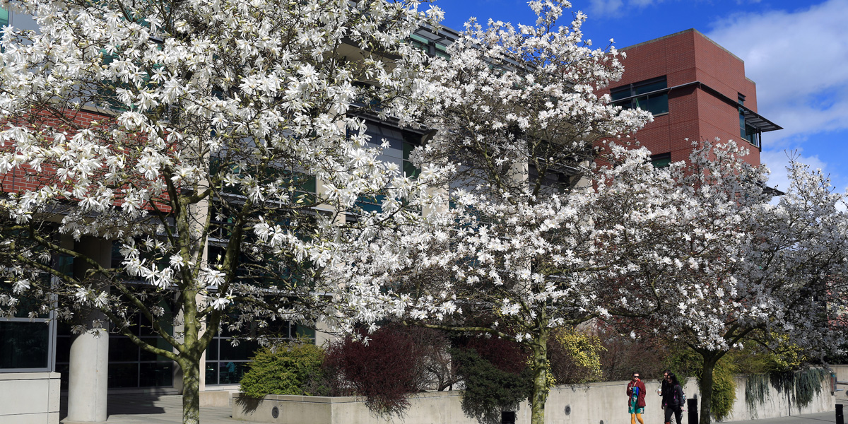 Spring blossoming trees with Sullivan Law School in the background