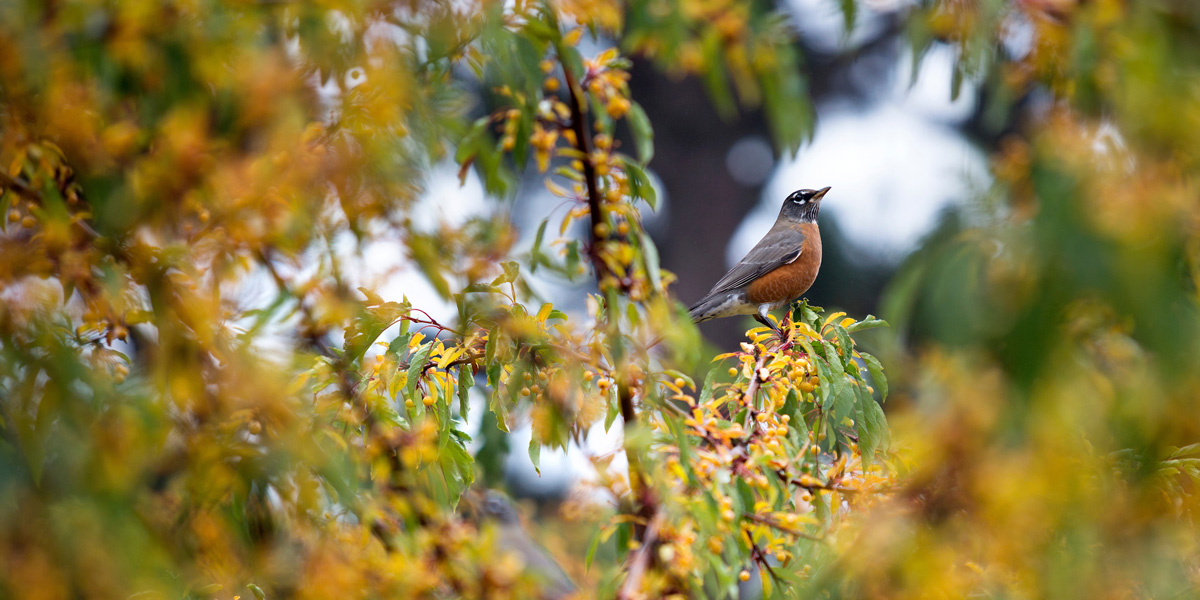 a bird perched atop a tree with fall leaves