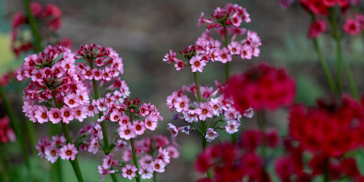 closeup of bright pink and red flowers on campus